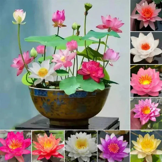 🌸 Premium Japanese Bonsai Lotus Seeds - High Fragrance 🌸