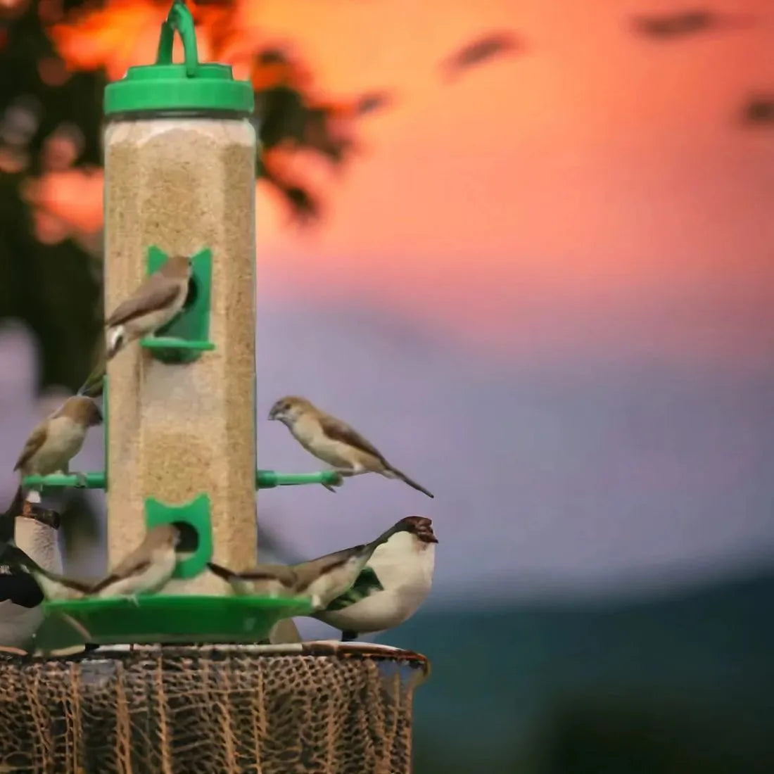 Bird Food and Water Feeder Hanging for Balcony