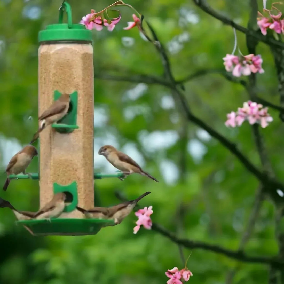 Bird Food and Water Feeder Hanging for Balcony