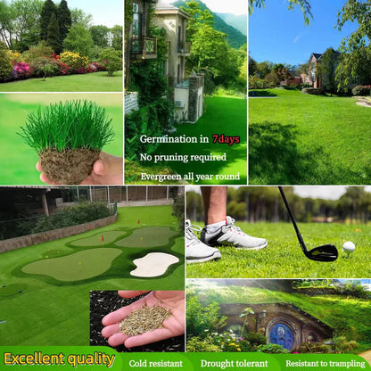 Evergreen Grass Seeds (Buy 1 Get 1 Free)